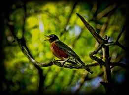 singing-american-robin