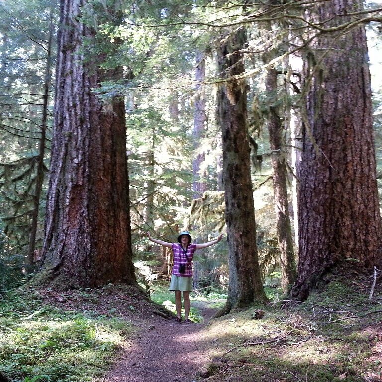 redwood-splendor
